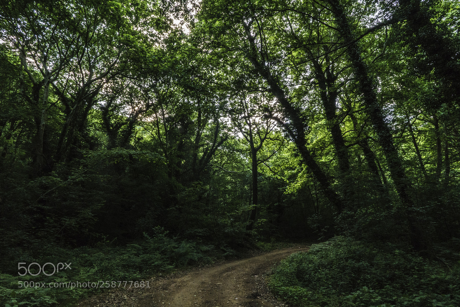 Sony a7R II sample photo. Forest before spring storm photography