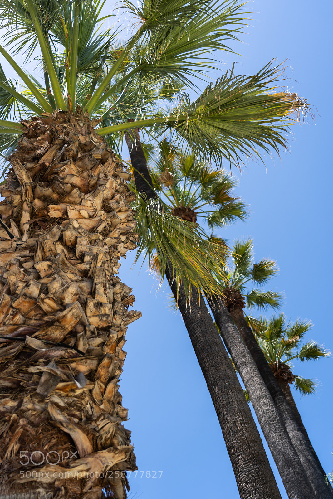 Sony a7 III sample photo. Downtown san jose photowalk photography