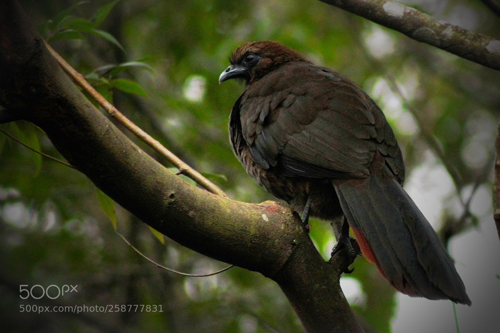 Canon EOS 1100D (EOS Rebel T3 / EOS Kiss X50) sample photo. Scaled chachalaca photography