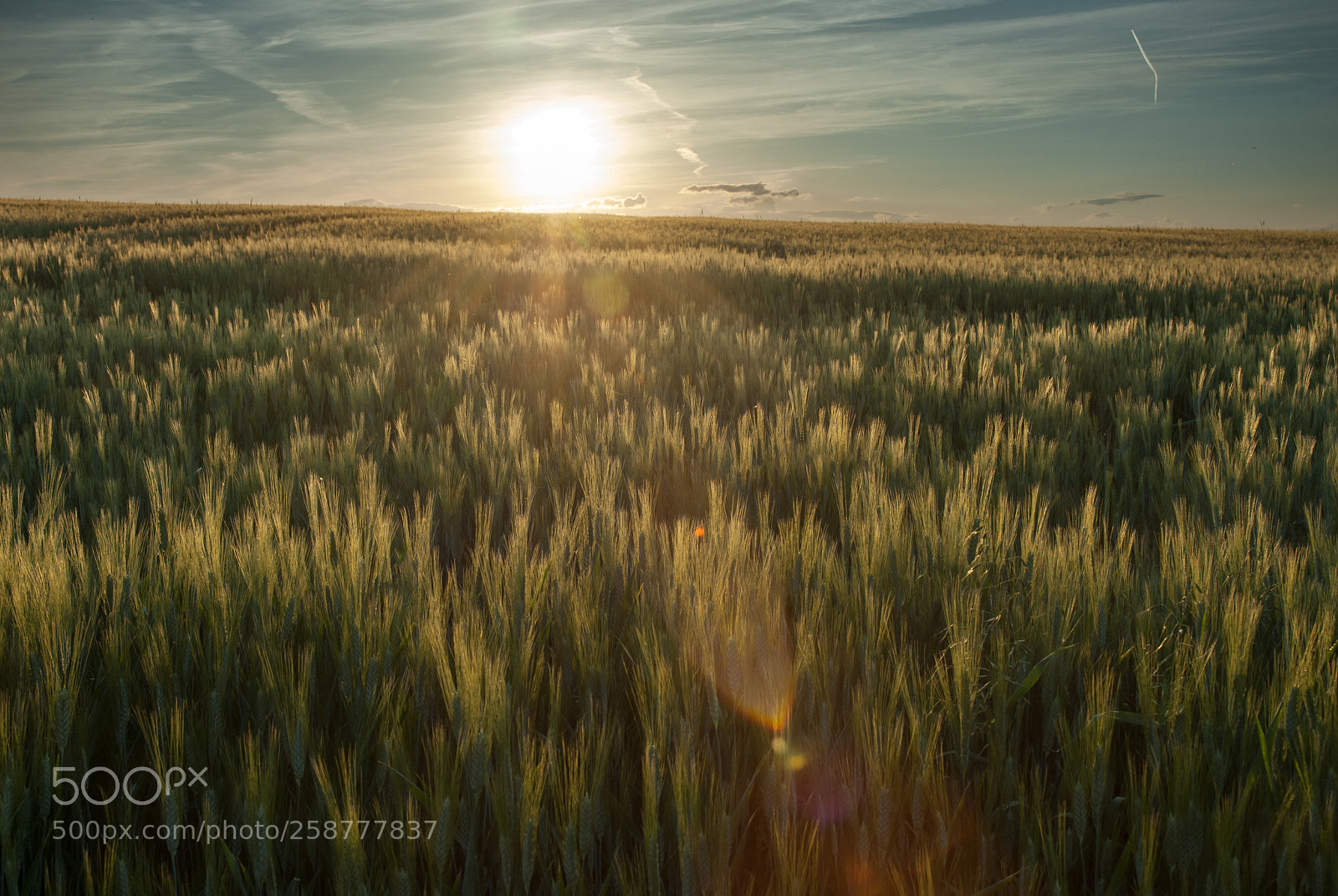 Nikon D200 sample photo. Wheat photography