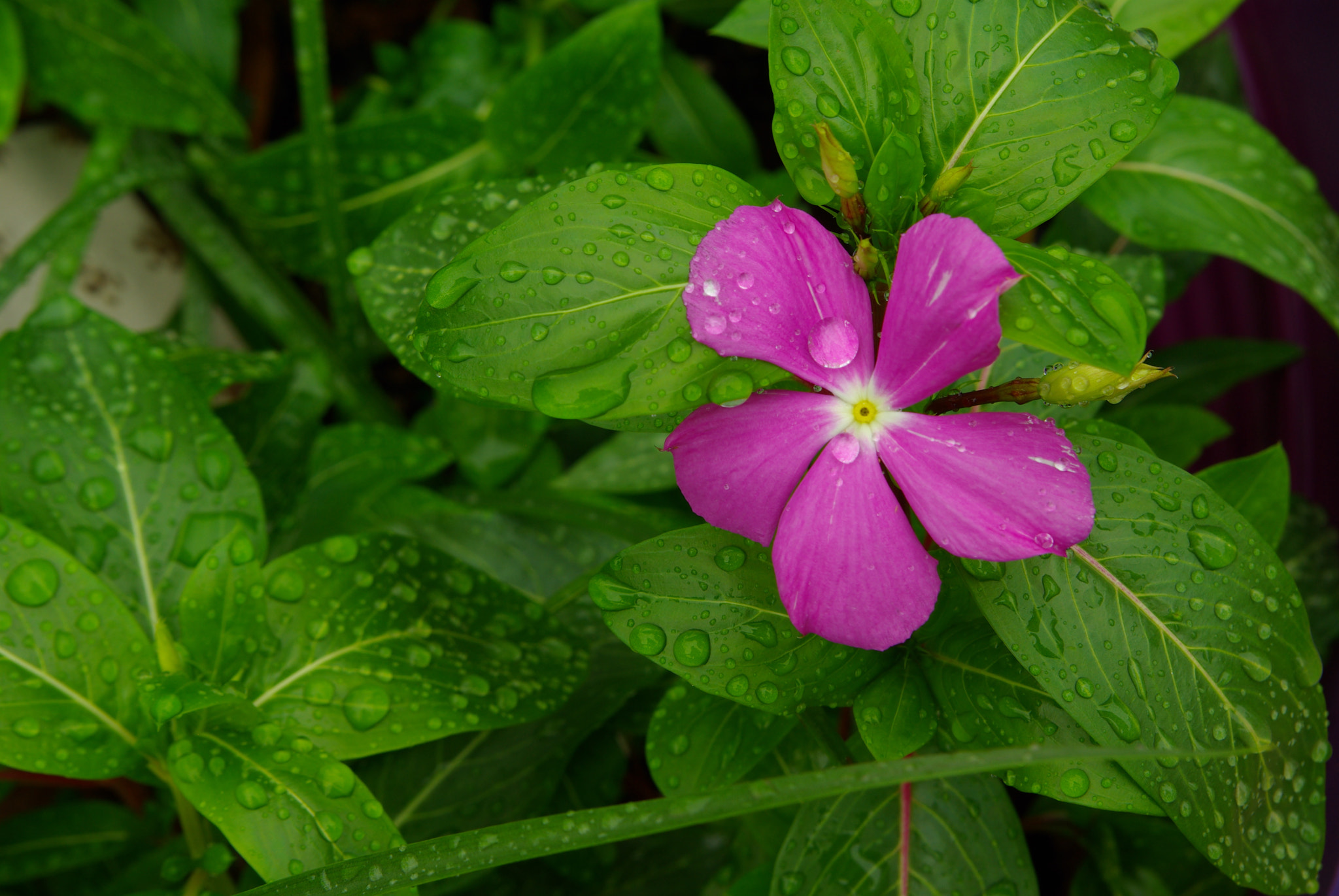 Pentax smc DA 18-55mm F3.5-5.6 AL WR sample photo. Vinca photography