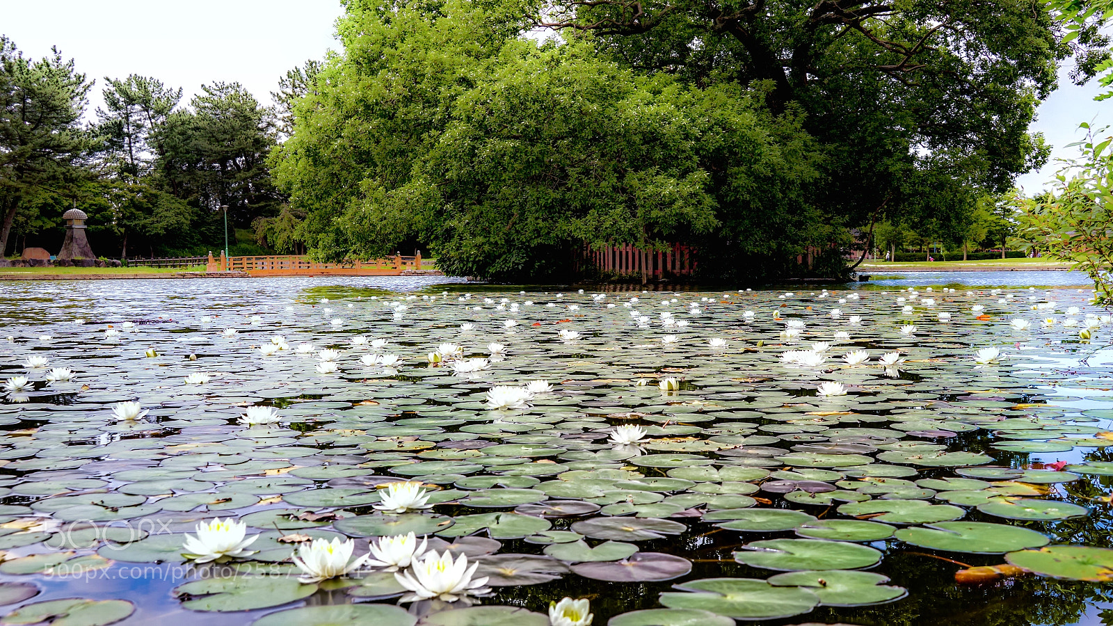 Sony a6300 sample photo. Water lily pond photography