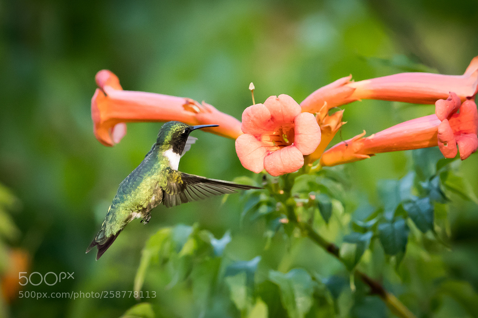 Canon EOS-1D X Mark II sample photo. Little one photography