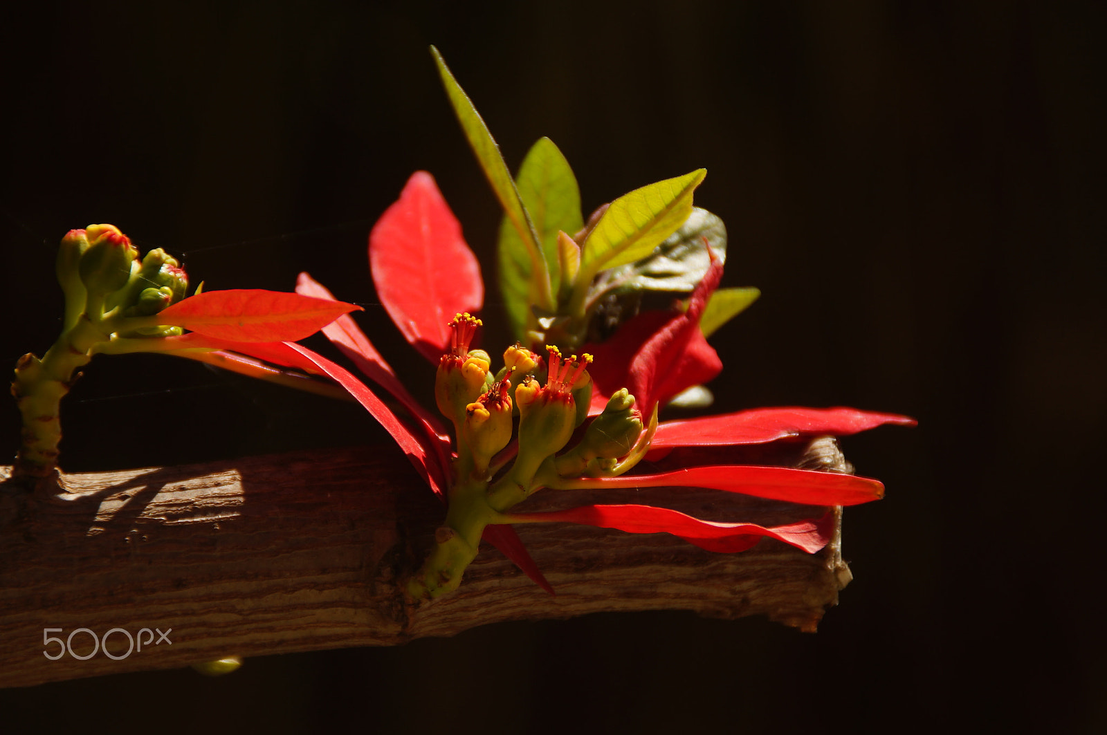 Sony SLT-A37 + Sony DT 18-200mm F3.5-6.3 sample photo. Flower photography