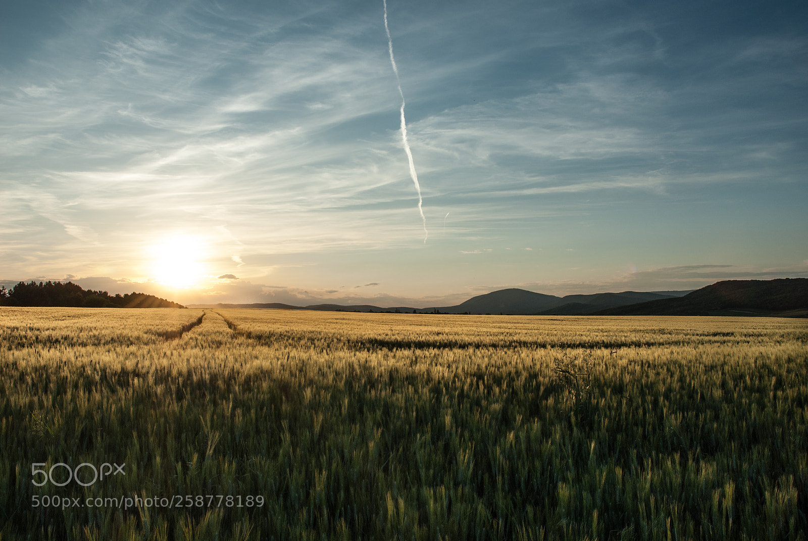 Nikon D200 sample photo. Wheat ii. photography