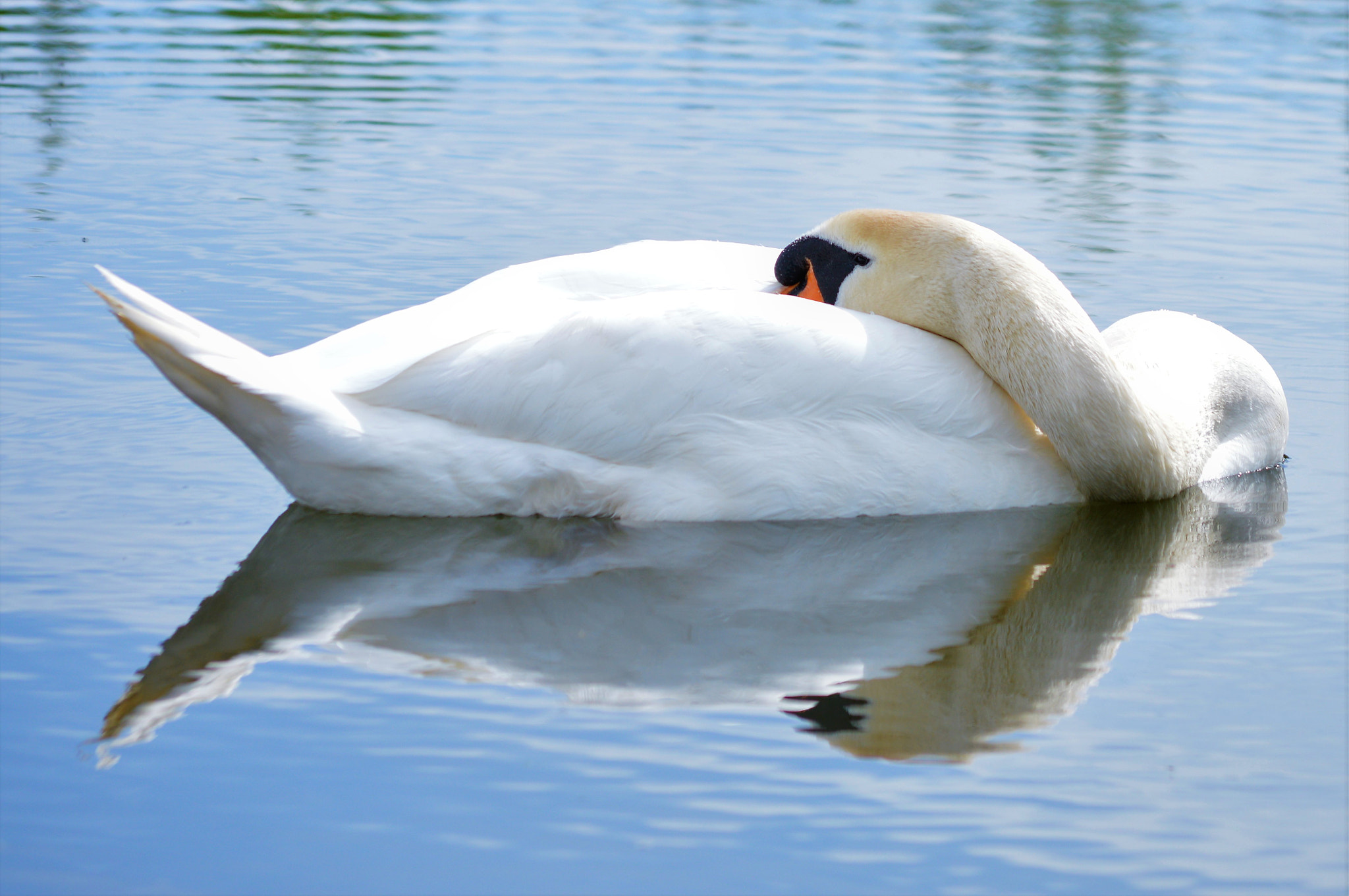 Nikon D3200 sample photo. Floating photography