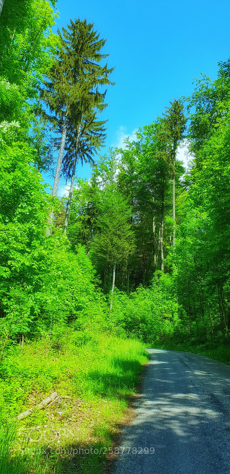 Samsung Galaxy S9+ sample photo. In the forrest photography