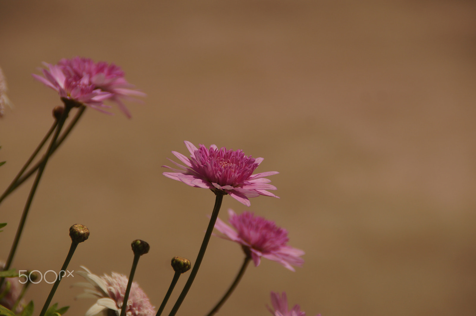 Sony DT 18-200mm F3.5-6.3 sample photo. Dsc photography