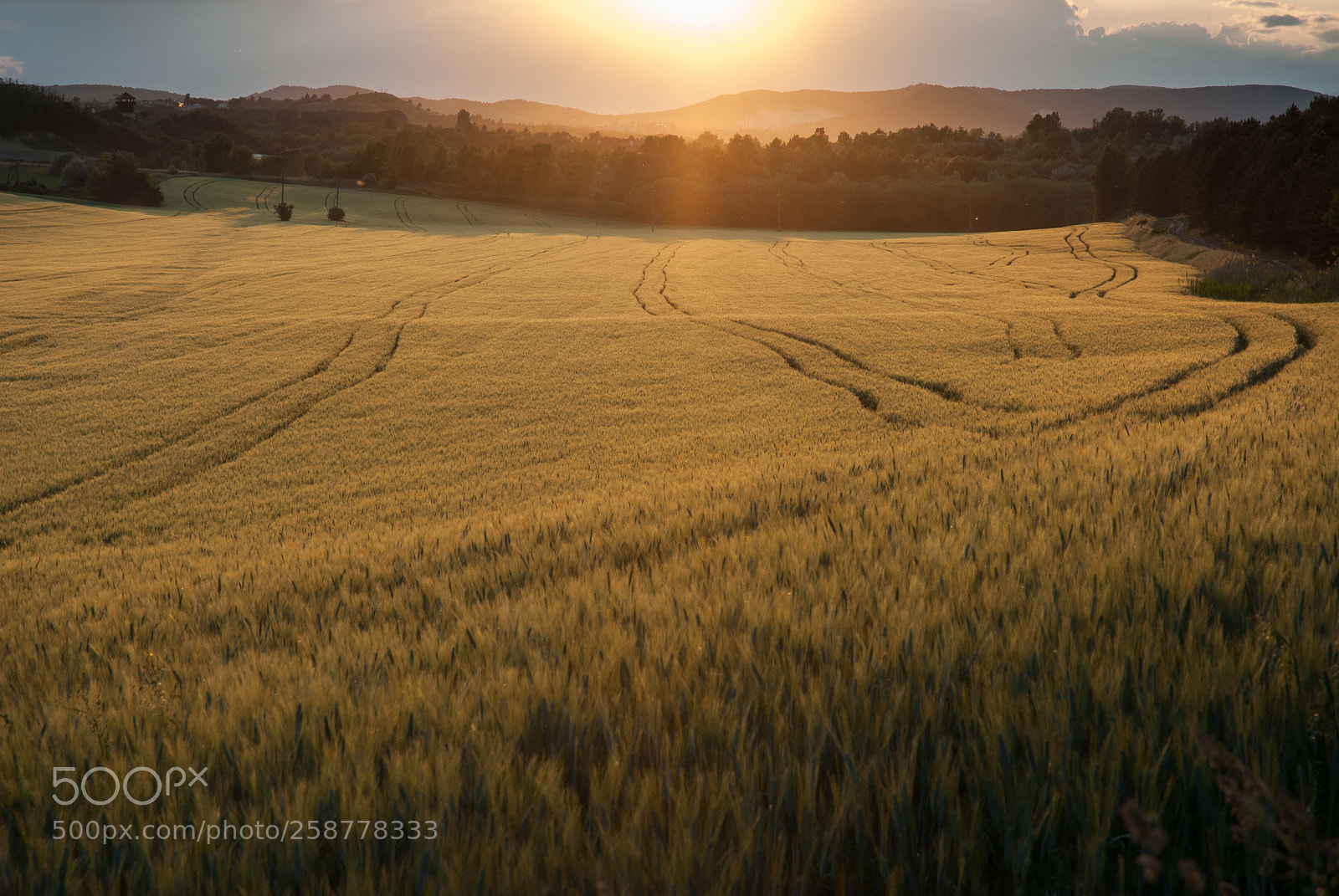 Nikon D200 sample photo. Wheat iii. photography