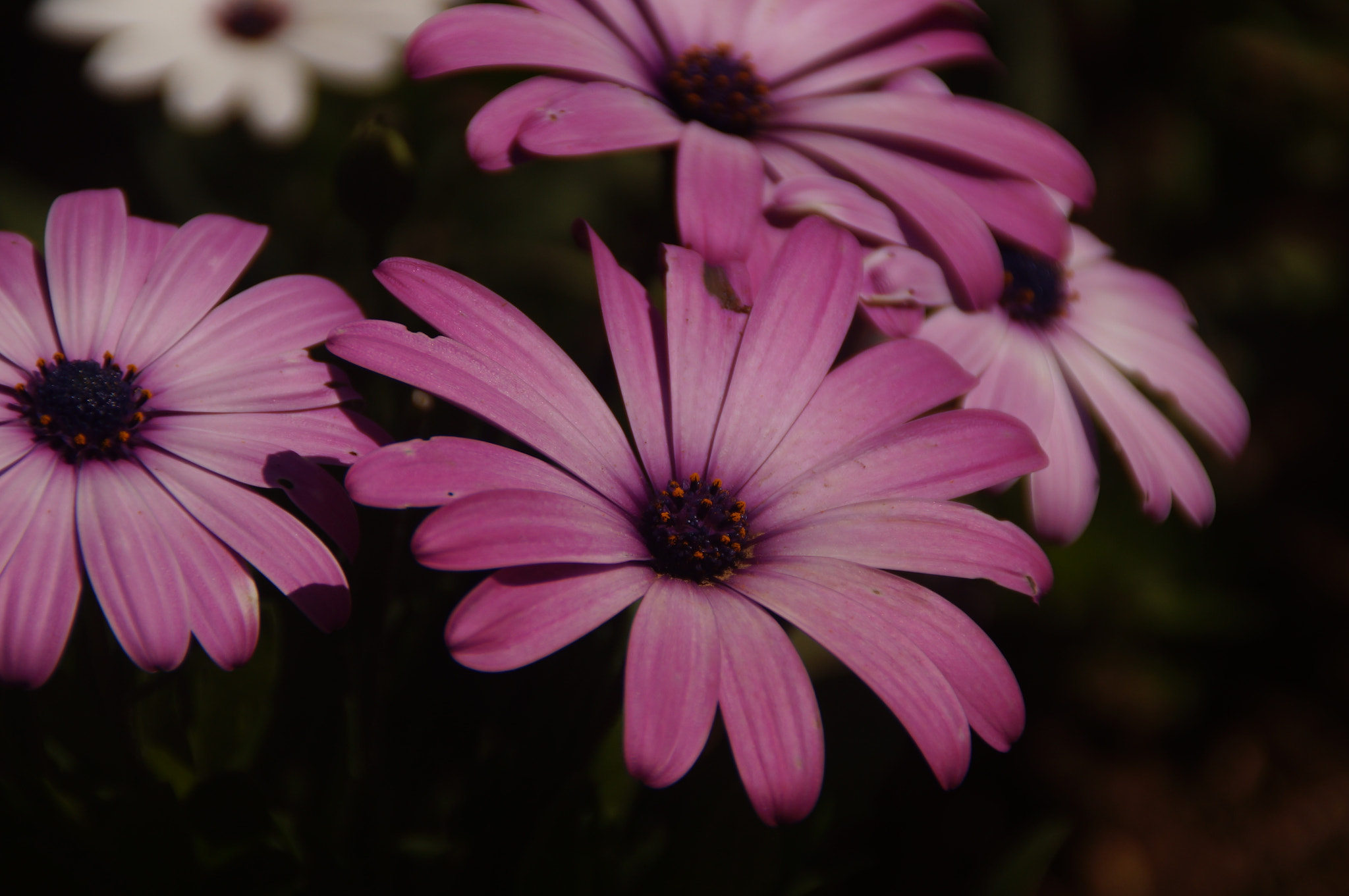 Sony DT 18-200mm F3.5-6.3 sample photo. Dsc photography