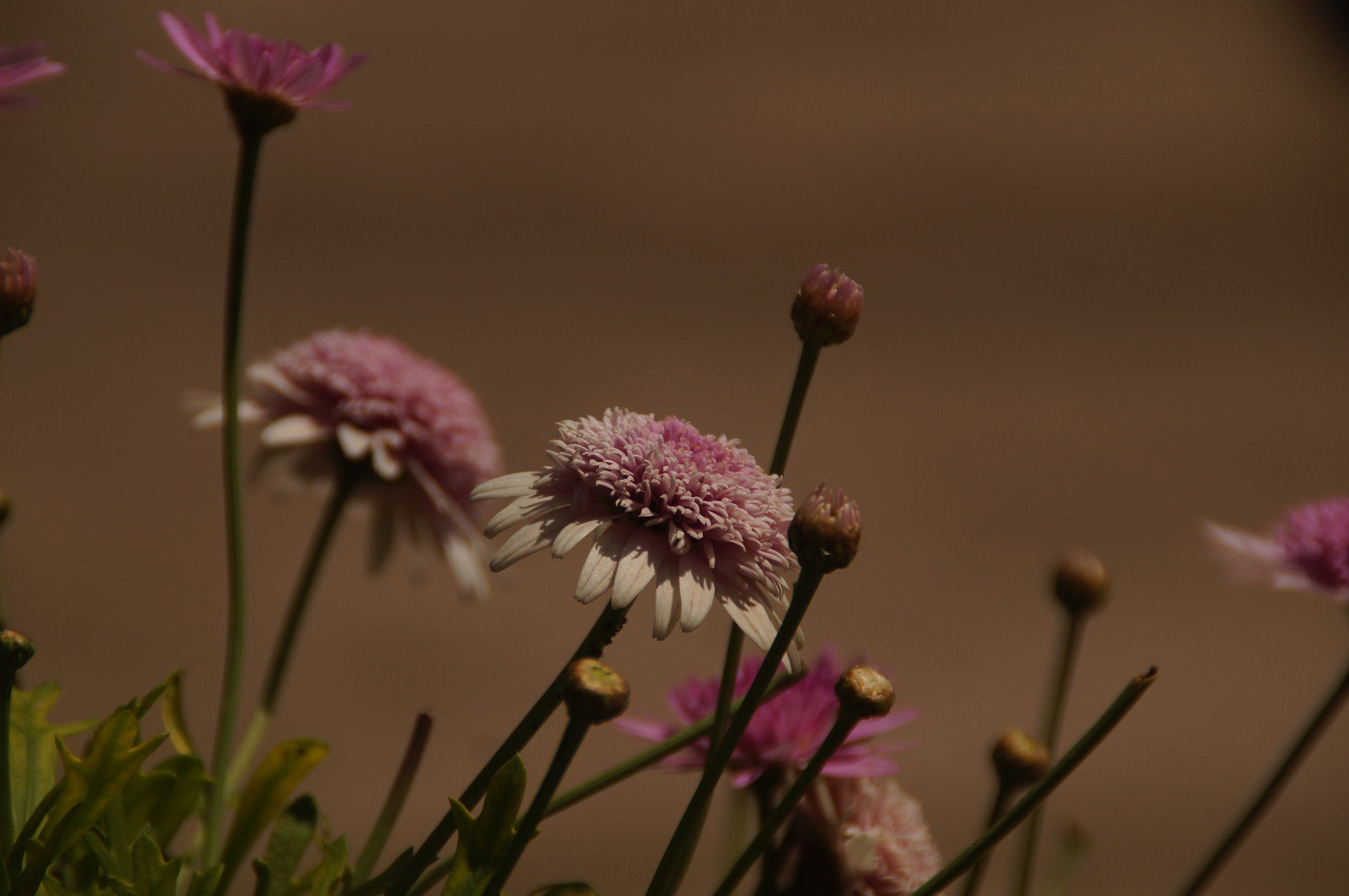 Sony DT 18-200mm F3.5-6.3 sample photo. Pinky photography