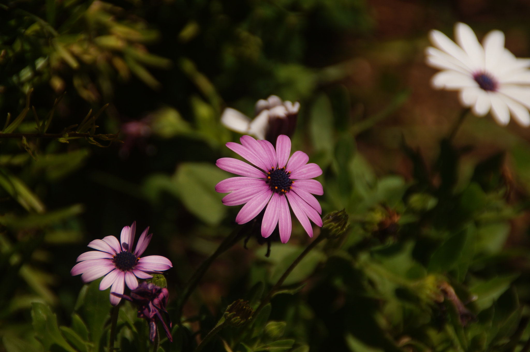 Sony DT 18-200mm F3.5-6.3 sample photo. Dsc photography