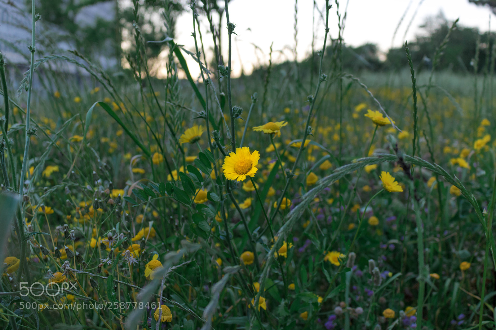 Canon EOS 750D (EOS Rebel T6i / EOS Kiss X8i) sample photo. Flower photography