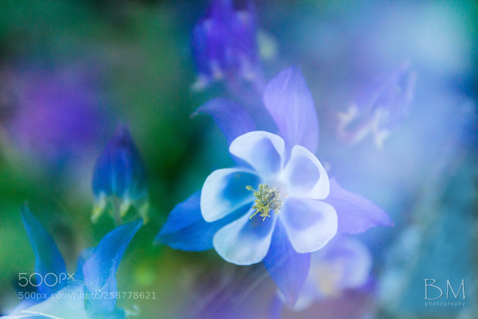 Canon EOS 7D Mark II sample photo. Hallucination (blue) photography
