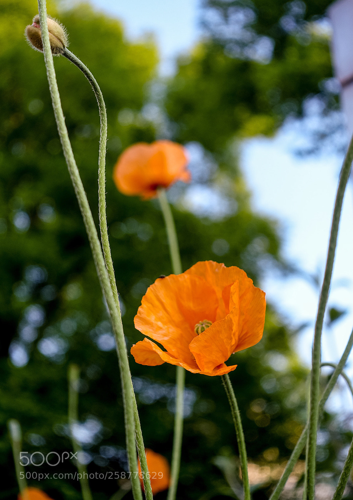Sony Cyber-shot DSC-RX100 III sample photo. Poppy photography