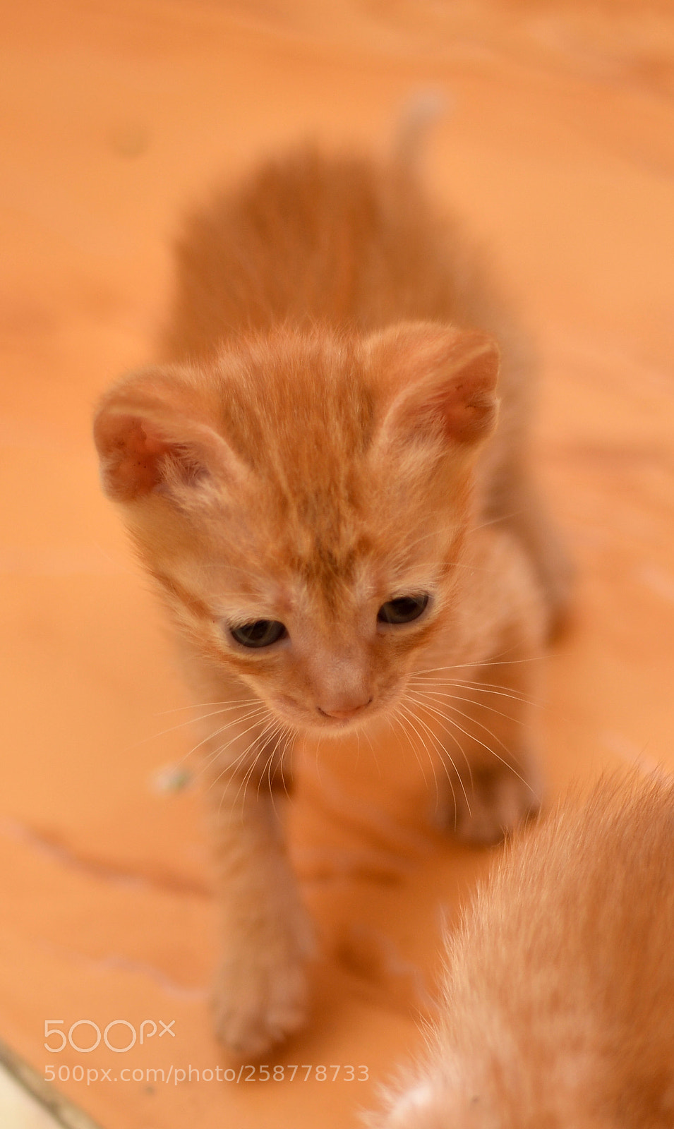 Nikon D7000 sample photo. Untitled photography