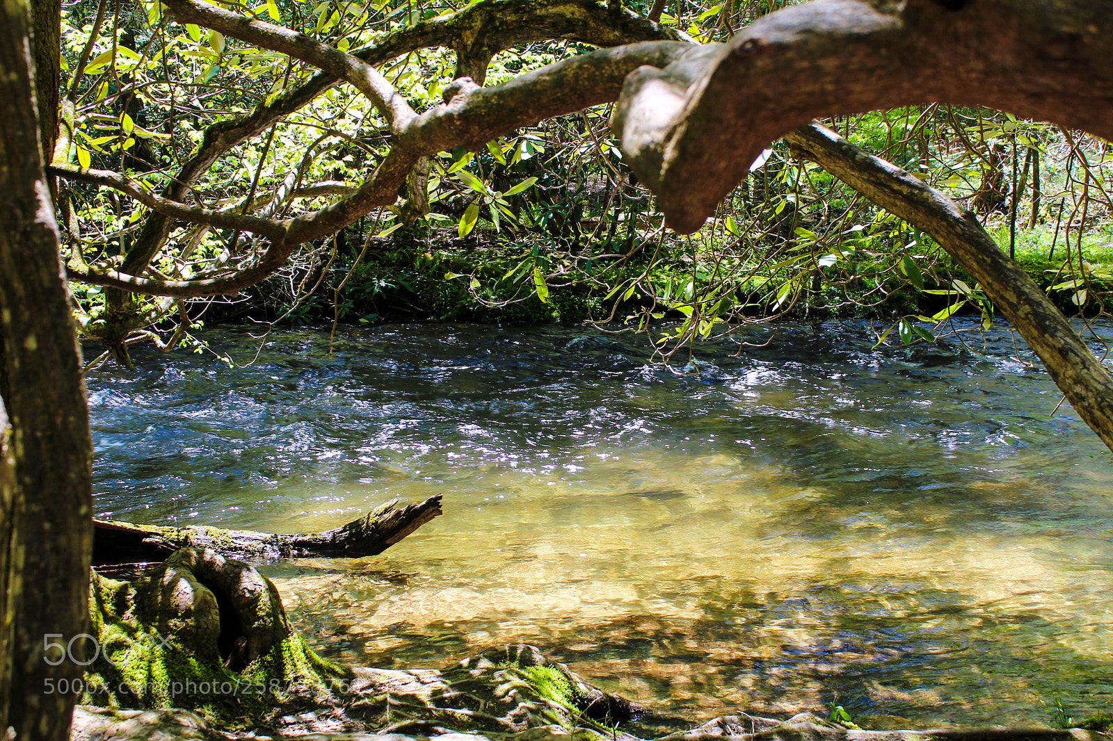 Canon EOS 1200D (EOS Rebel T5 / EOS Kiss X70 / EOS Hi) sample photo. Cades cove and fletcher photography