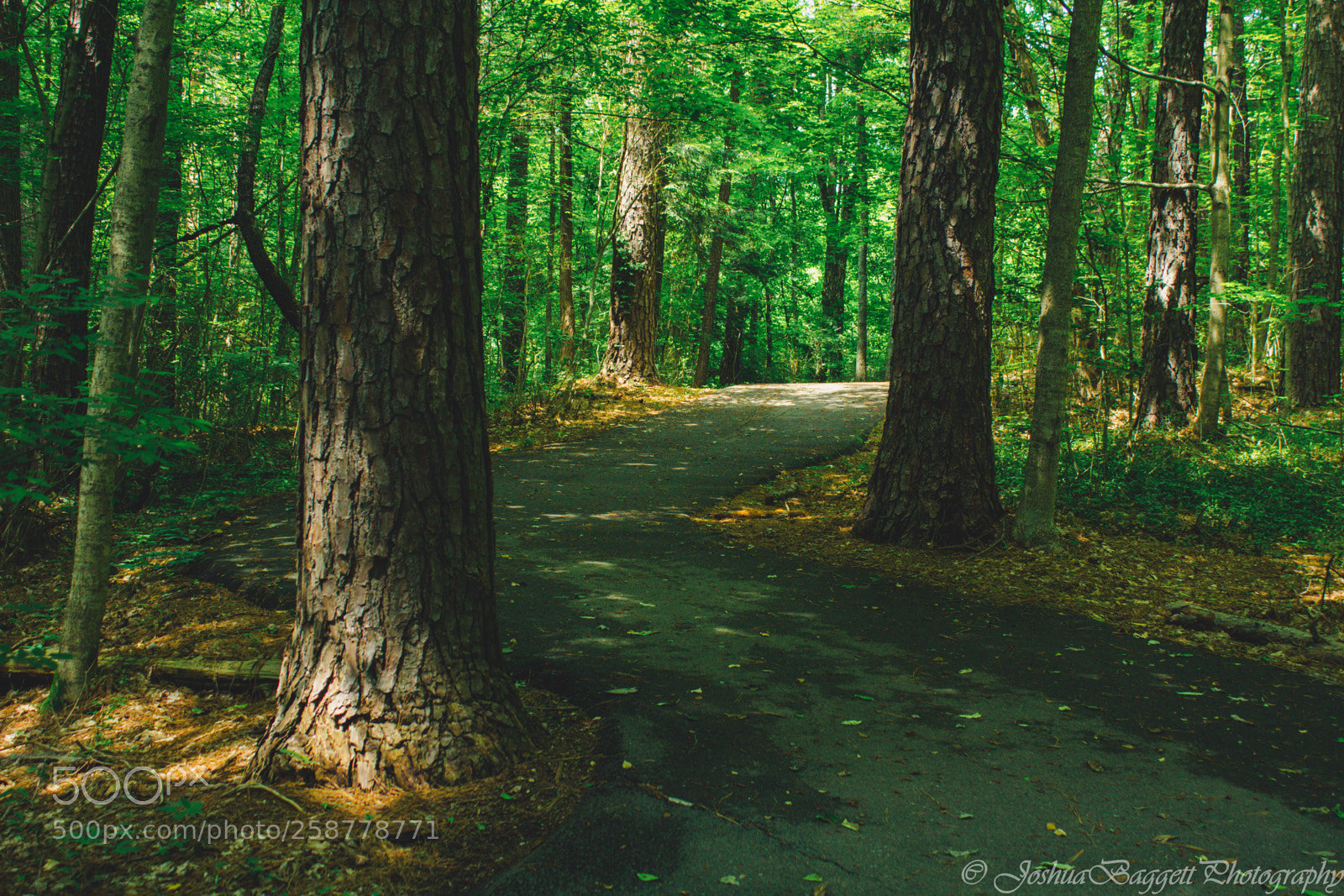 Canon EOS 1200D (EOS Rebel T5 / EOS Kiss X70 / EOS Hi) sample photo. Cades cove and fletcher photography