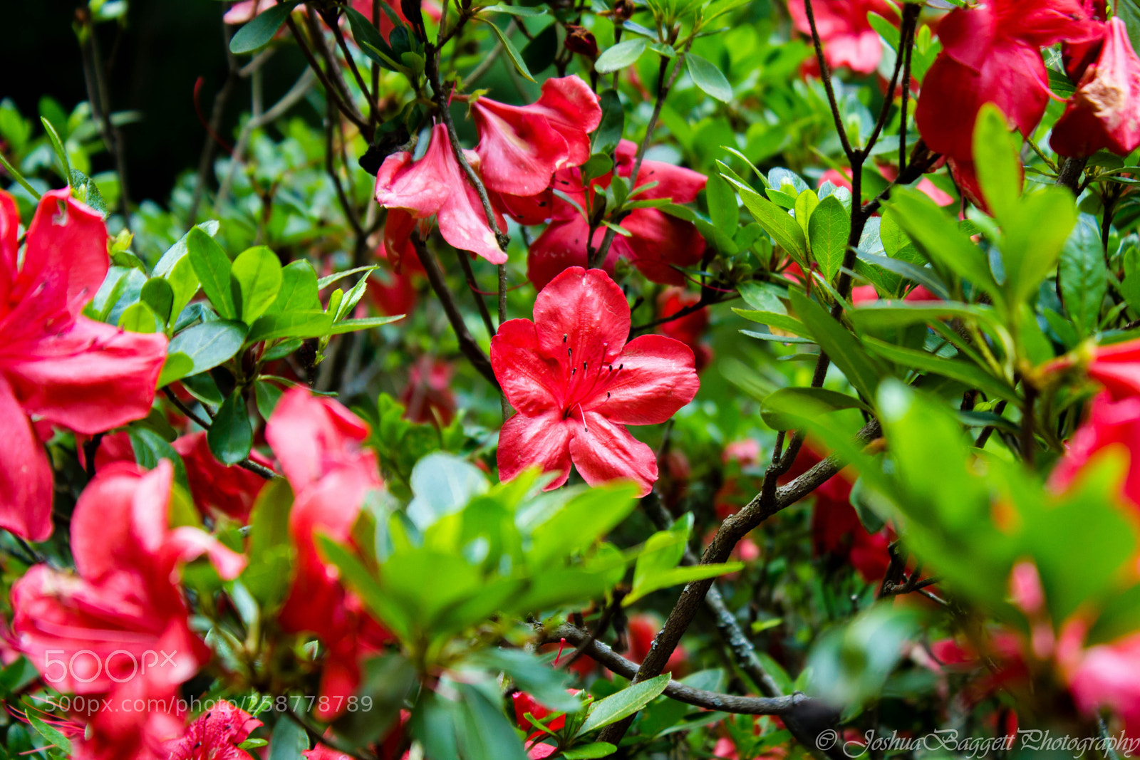 Canon EOS 1200D (EOS Rebel T5 / EOS Kiss X70 / EOS Hi) sample photo. Cades cove and fletcher photography
