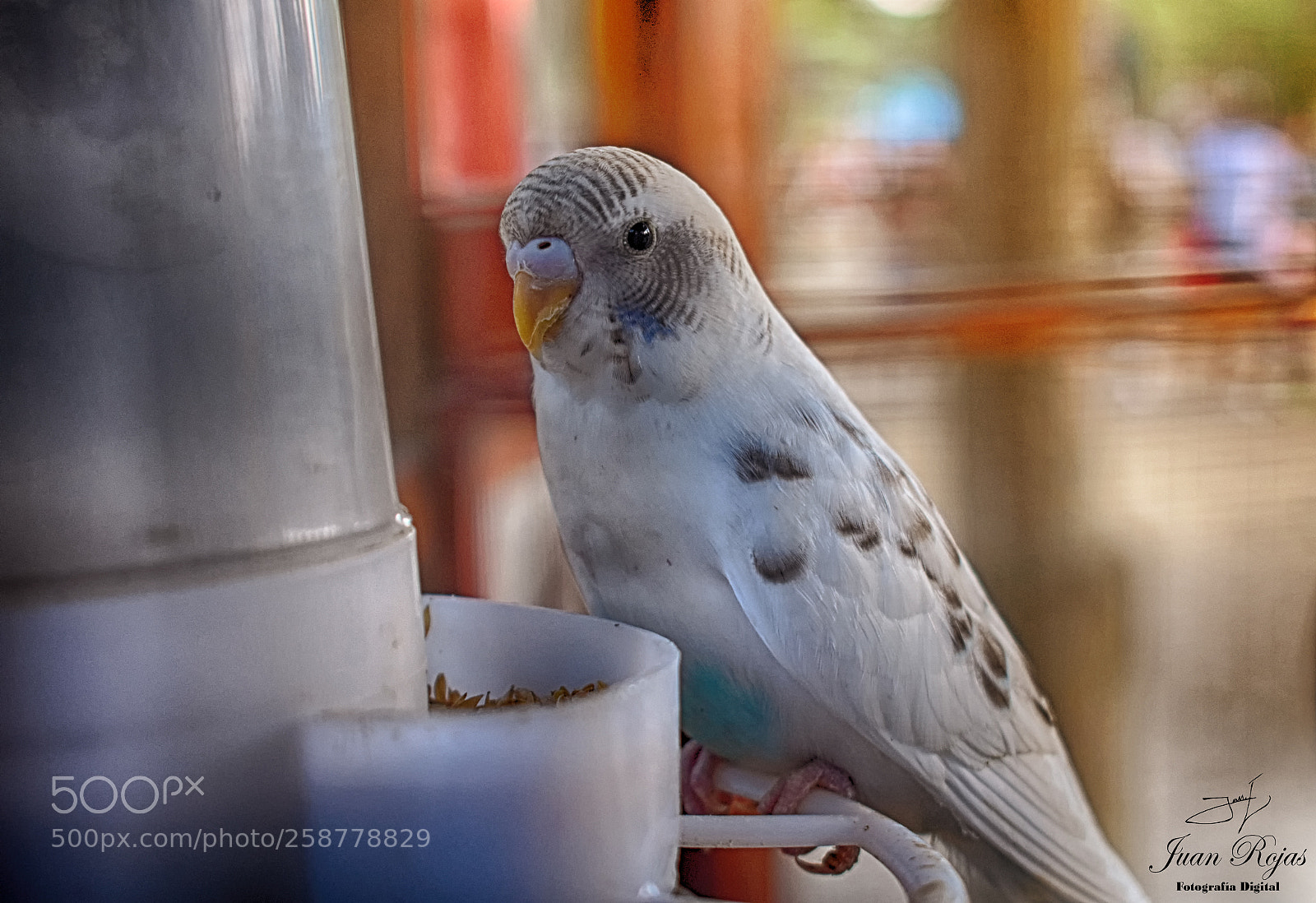 Nikon D3400 sample photo. Periquito photography