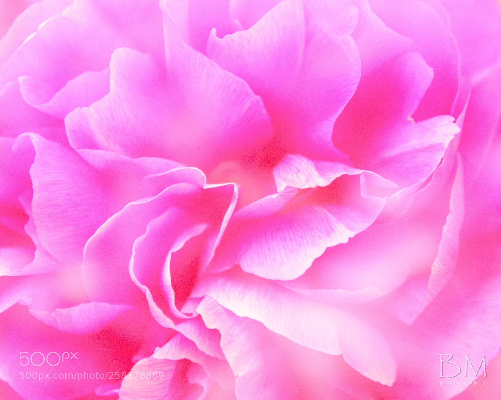 Canon EOS 7D Mark II sample photo. Spring dream (peony) photography