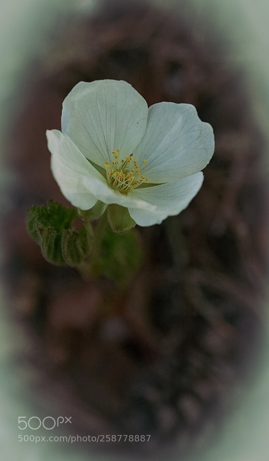 Sony a7 II sample photo. Mountain snowdrop photography