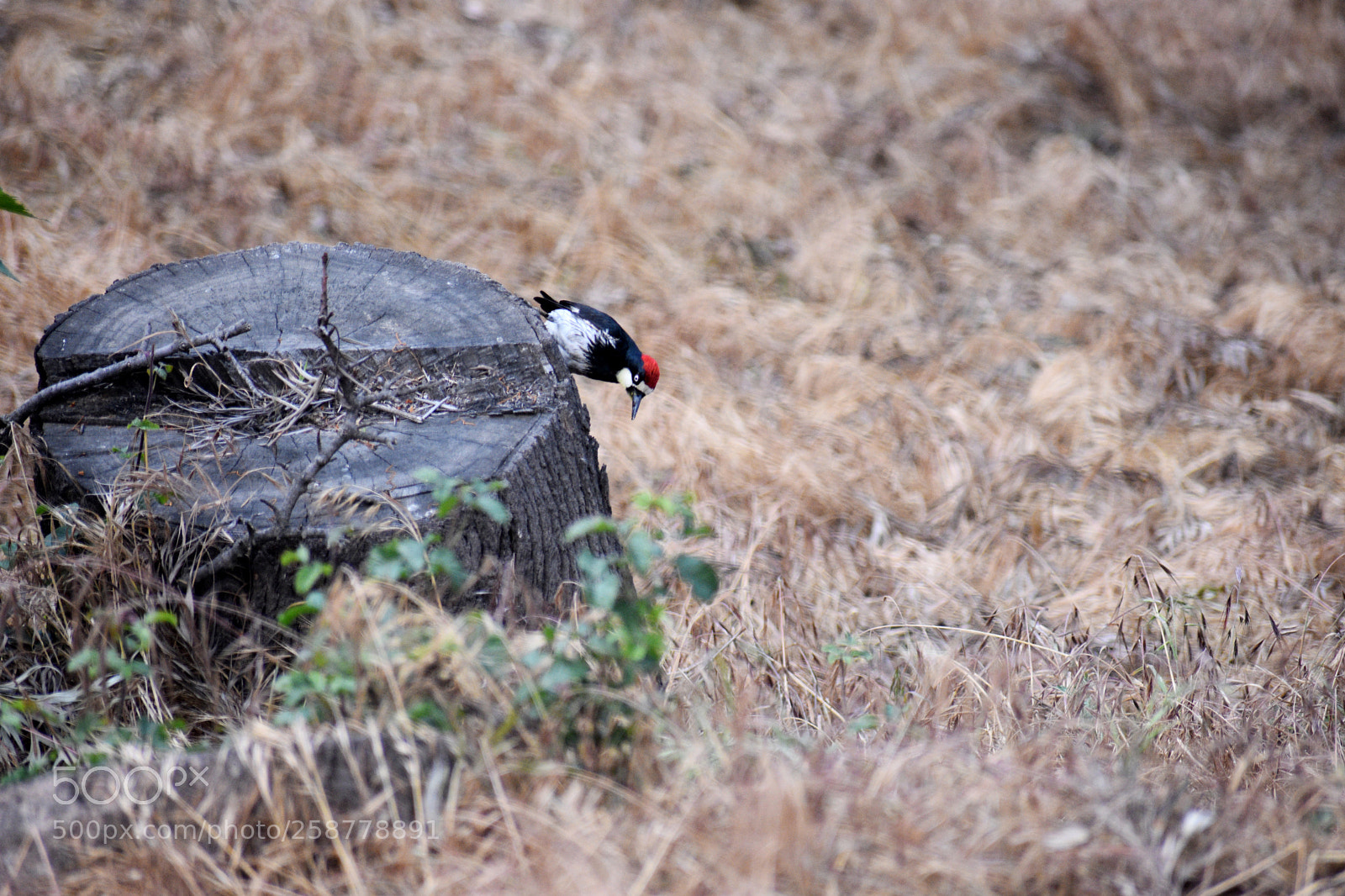Nikon D3400 sample photo. Looking for something? photography