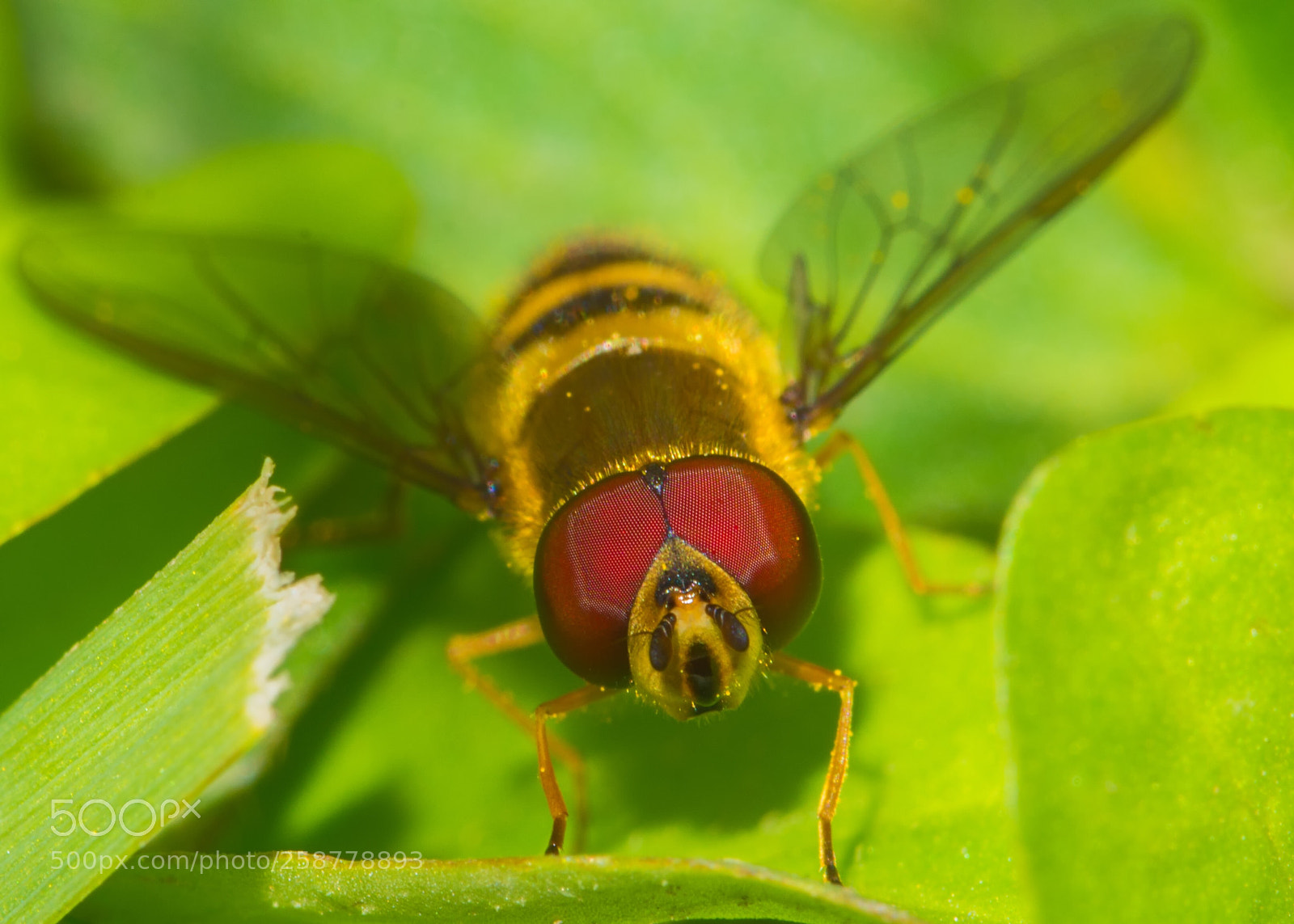 Nikon D7200 sample photo. Red eyes photography