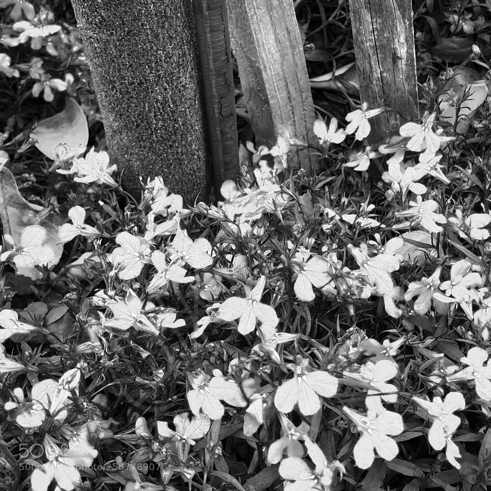 Apple iPhone 8 Plus sample photo. Untitled photography