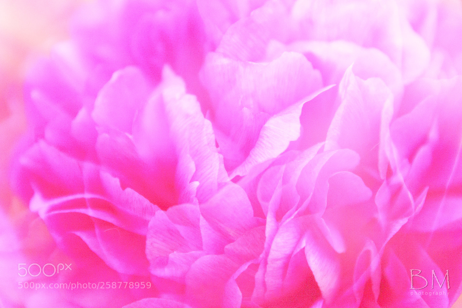Canon EOS 7D Mark II sample photo. Spring dream (peony) 2 photography