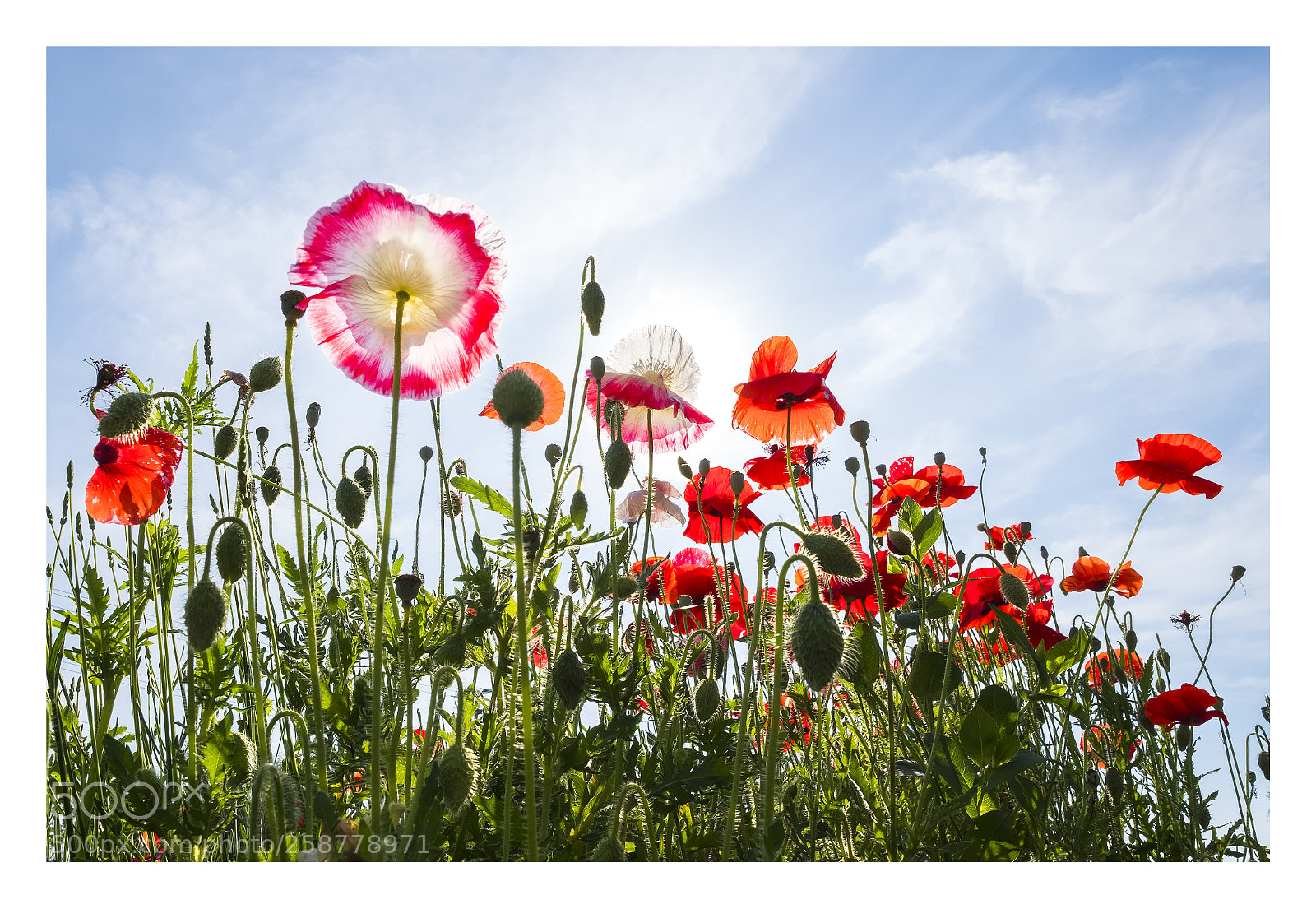Fujifilm X-E3 sample photo. Shinning poppies ... photography