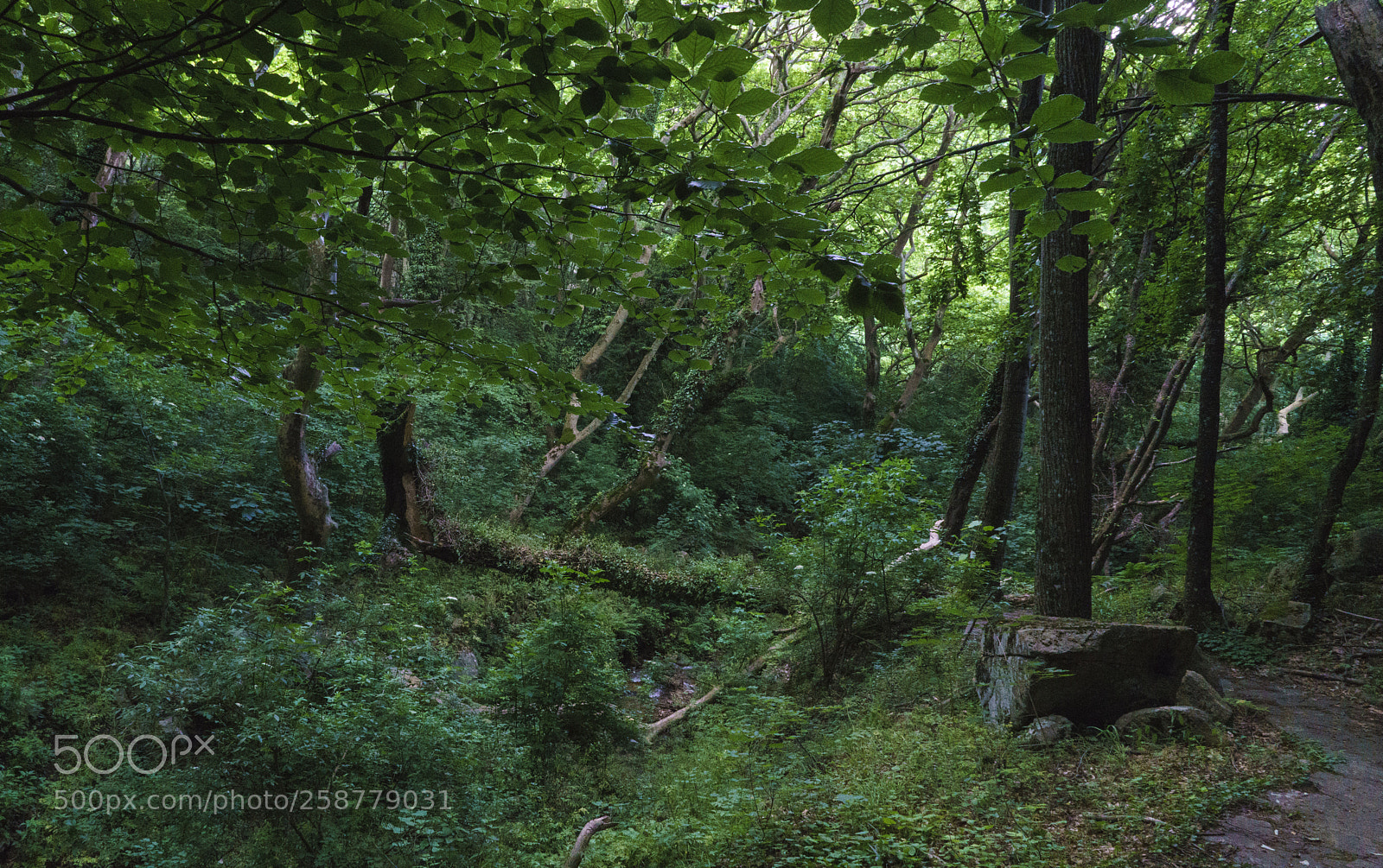 Sony a7R II sample photo. Walk in the woods photography