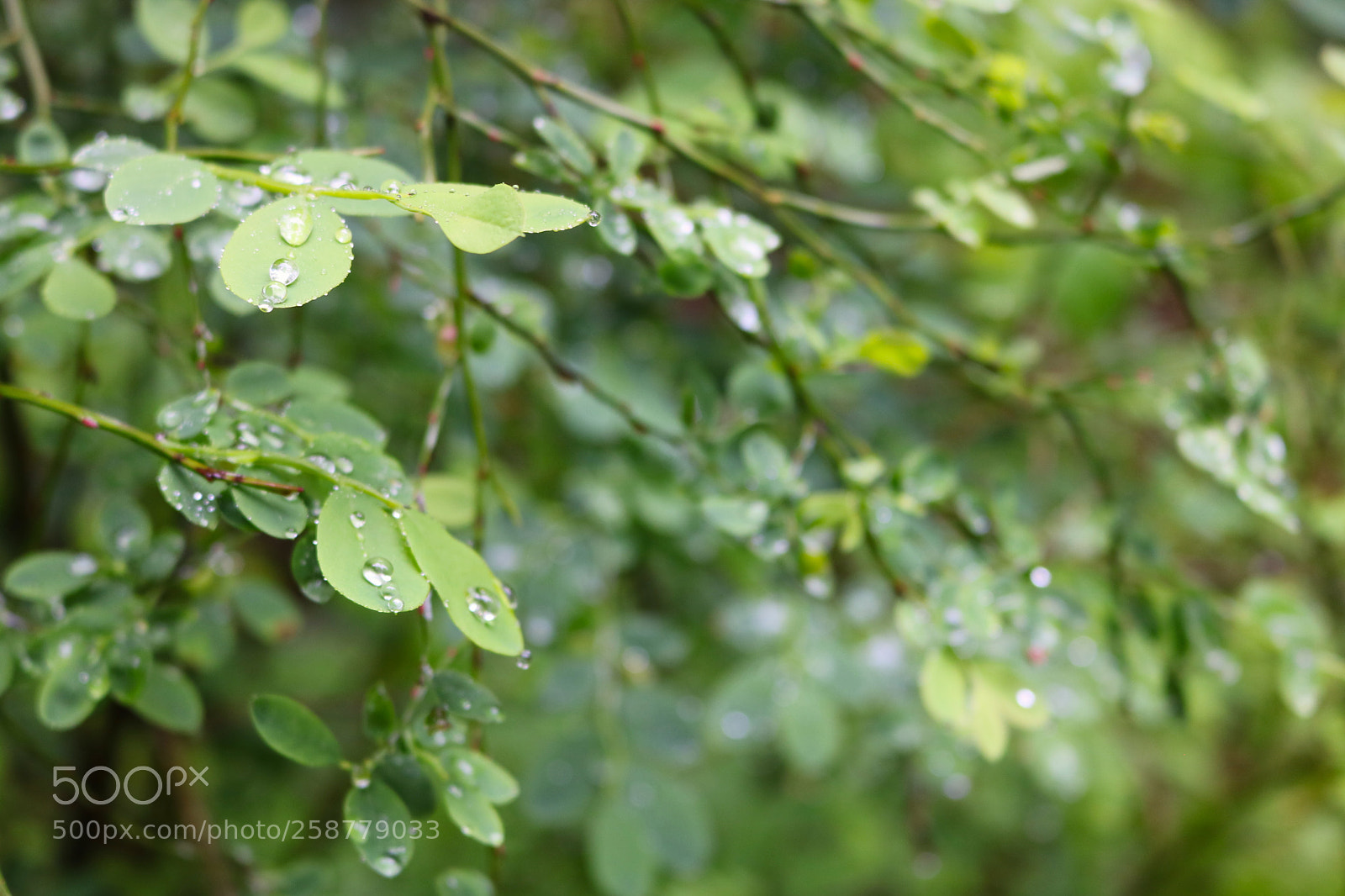 Canon EOS 750D (EOS Rebel T6i / EOS Kiss X8i) sample photo. Rain photography