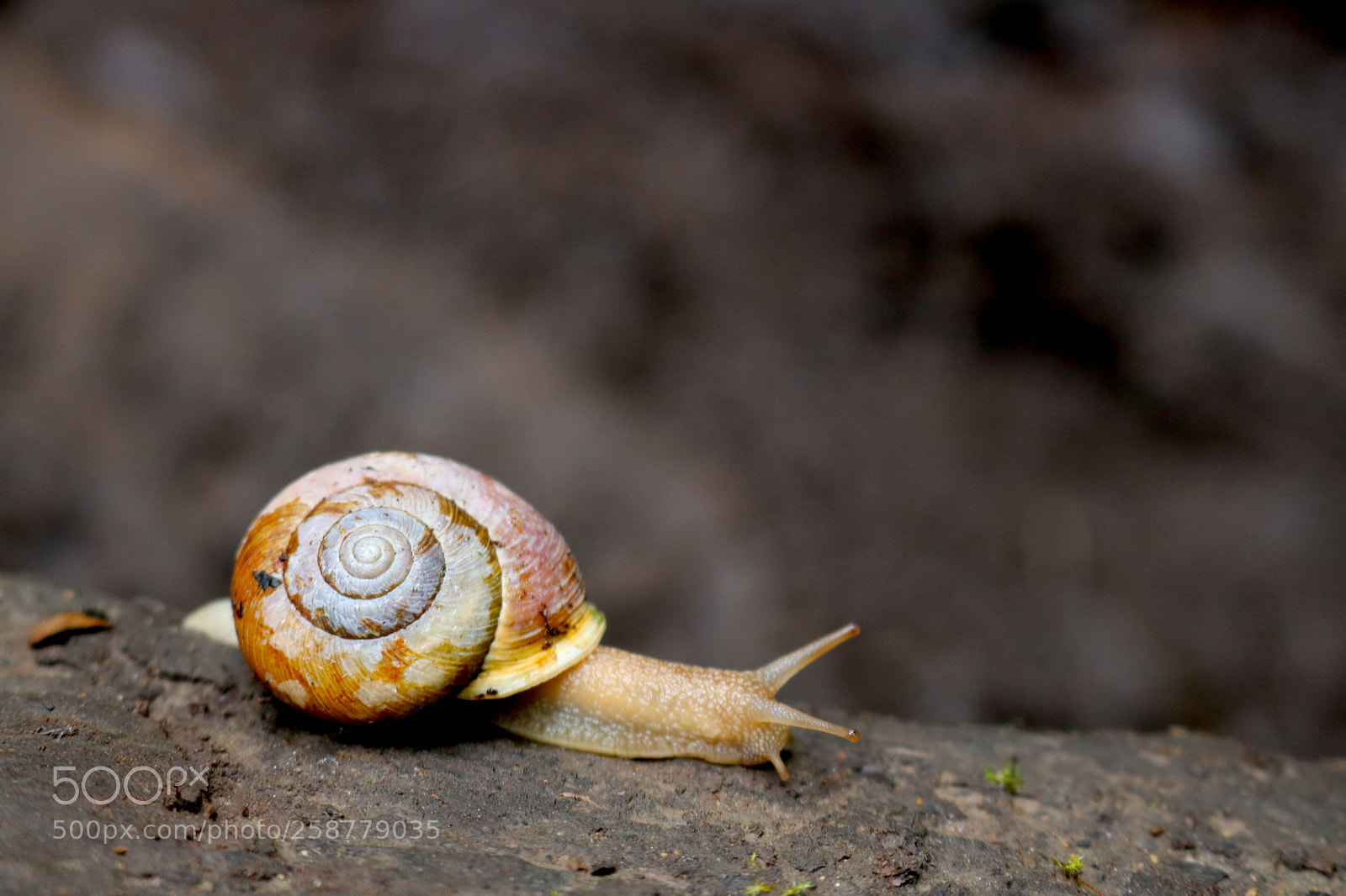 Canon EOS 750D (EOS Rebel T6i / EOS Kiss X8i) sample photo. Snail photography