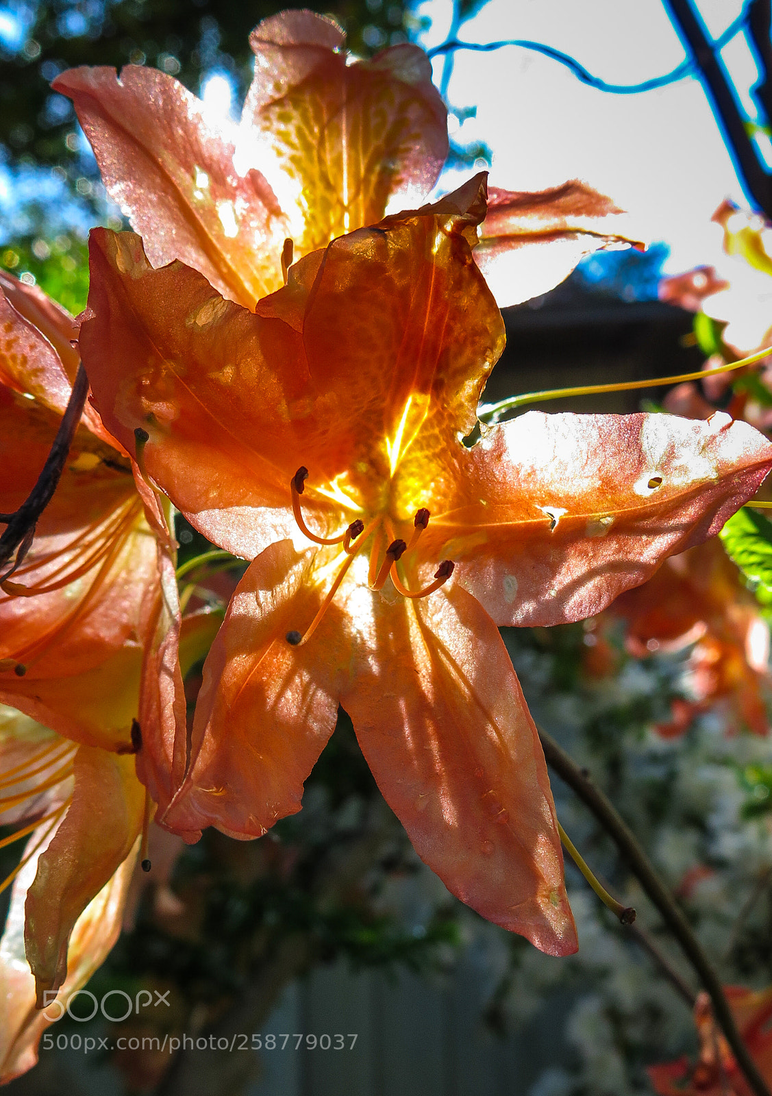 Canon PowerShot G16 sample photo. Orange azaleas photography
