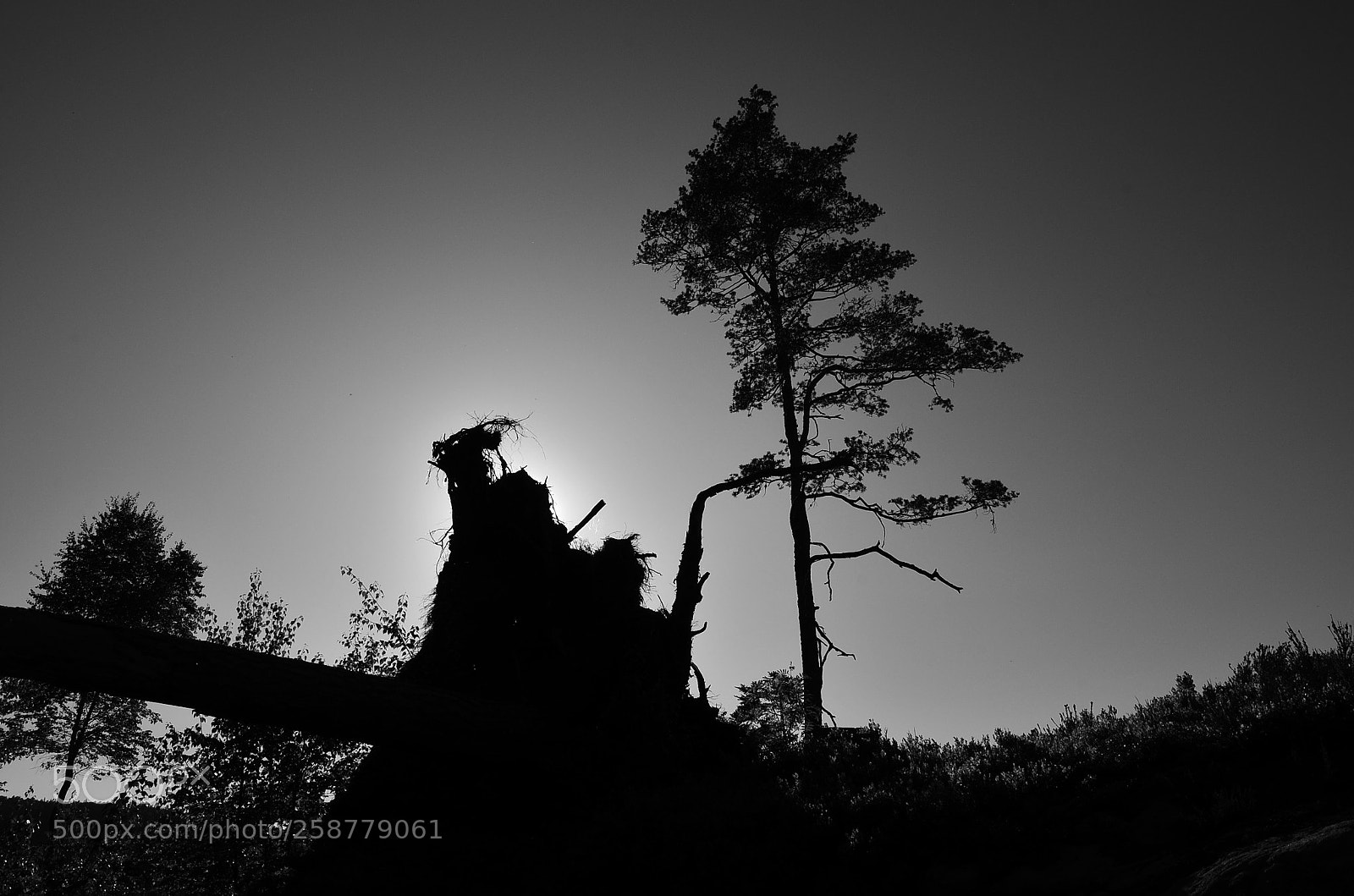 Nikon D5100 sample photo. Uprooted picture photography