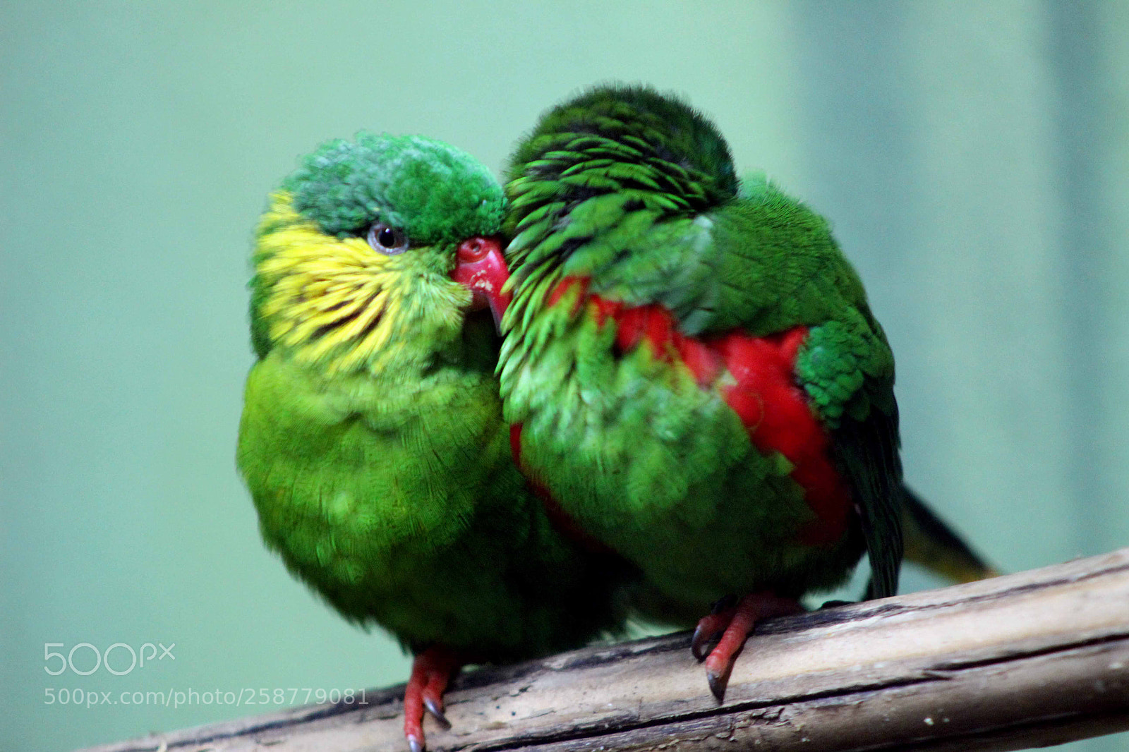 Canon EOS 600D (Rebel EOS T3i / EOS Kiss X5) sample photo. Parakeet photography