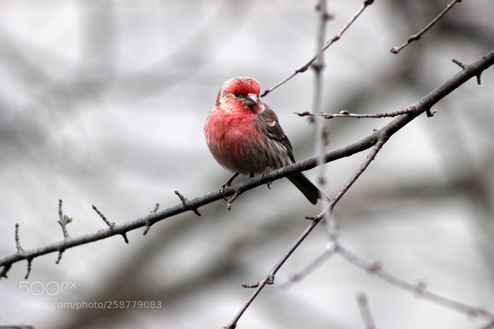 Canon EOS 600D (Rebel EOS T3i / EOS Kiss X5) sample photo. Sparrow photography