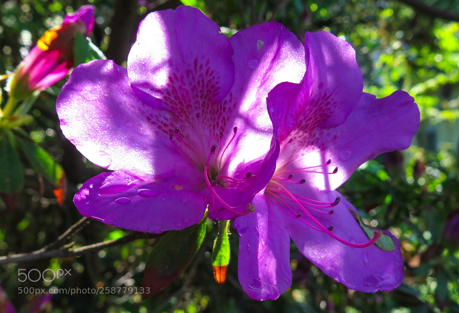 Canon PowerShot G16 sample photo. Purple azaleas photography