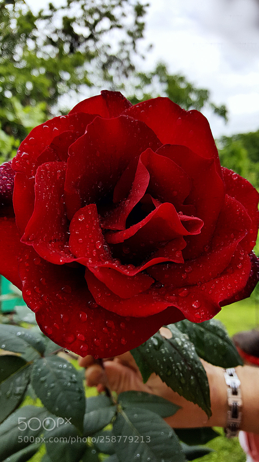 Samsung GALAXY S6 edge sample photo. Rain on roses photography