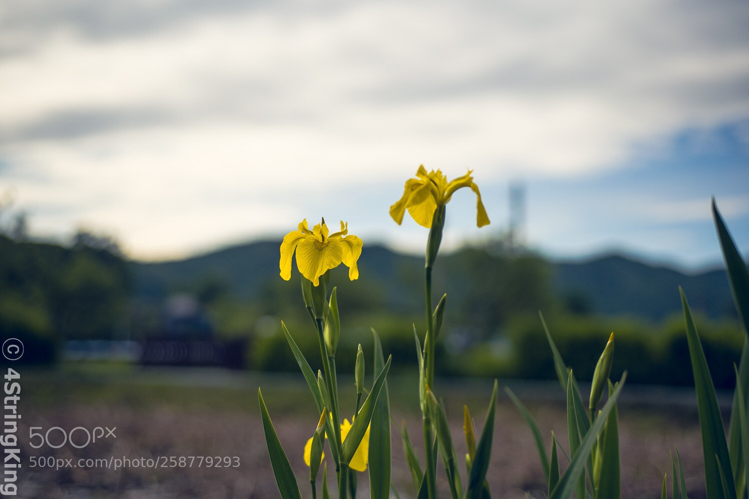 Nikon D750 sample photo. Iris
summer is gone photography