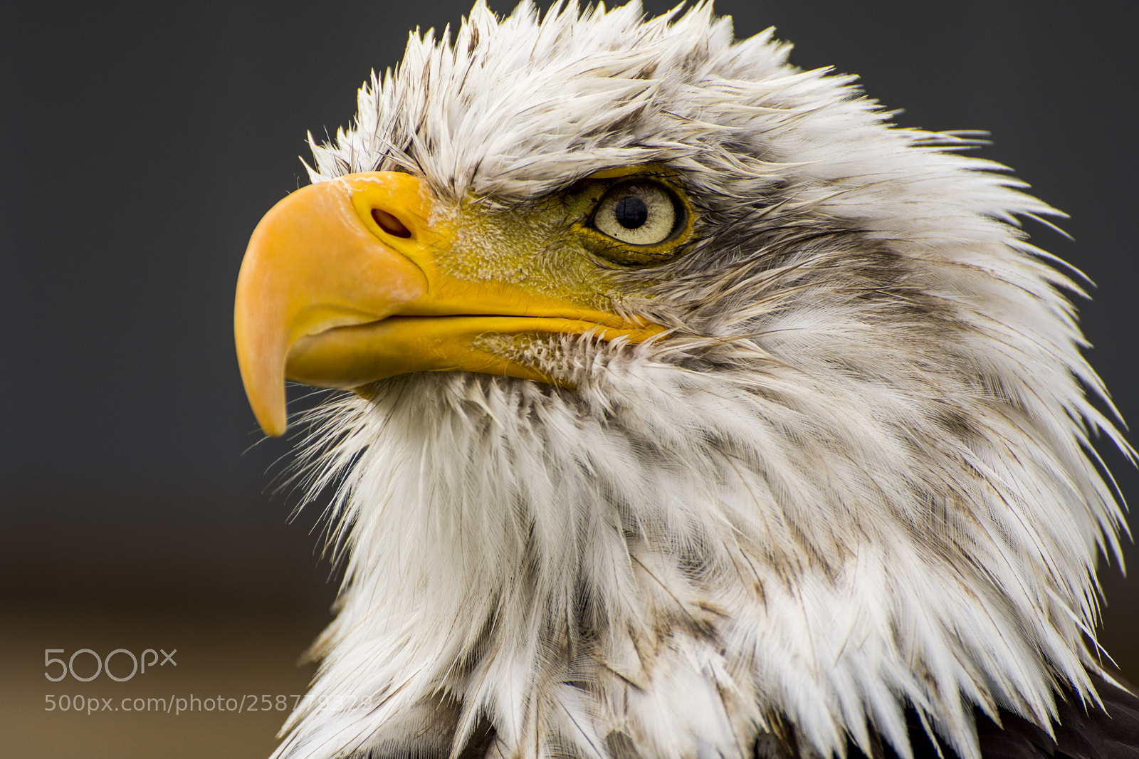 Nikon D7200 sample photo. Eagle photography