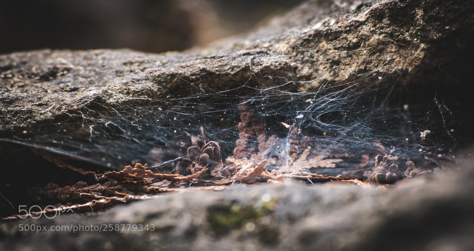 Nikon D3000 sample photo. A web photography