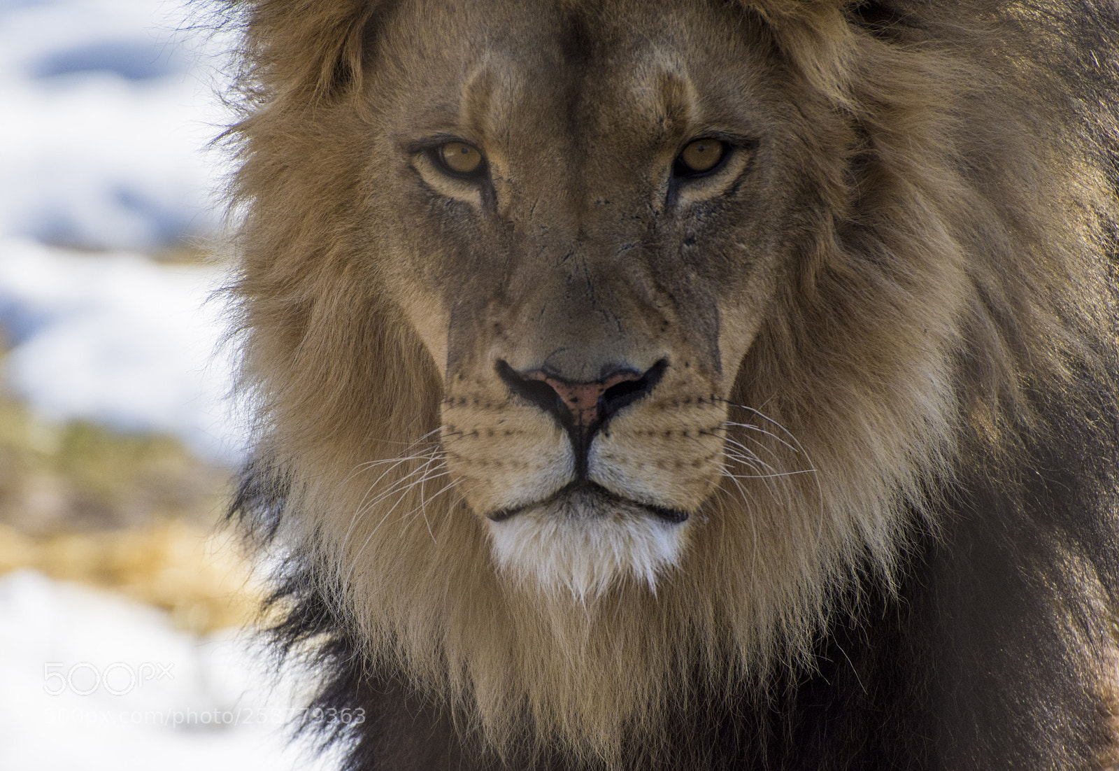 Nikon D7200 sample photo. Lion photography