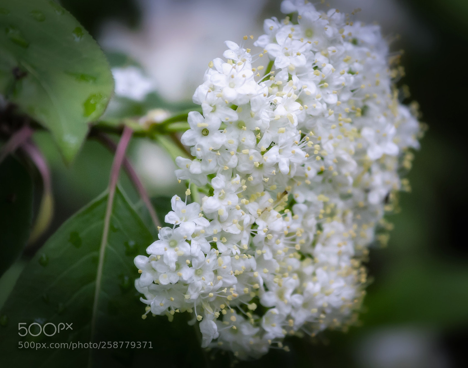 Canon EOS 100D (EOS Rebel SL1 / EOS Kiss X7) sample photo. Vibrant viburnum photography