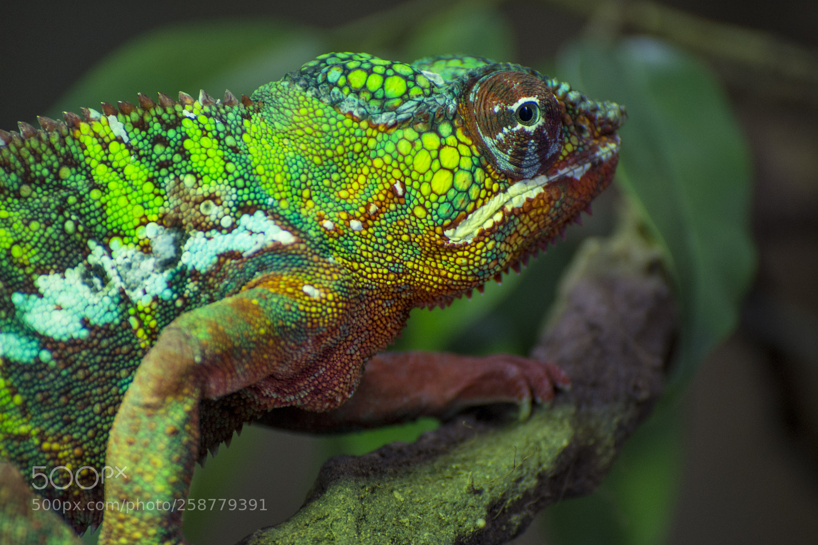 Nikon D7200 sample photo. Chameleon photography