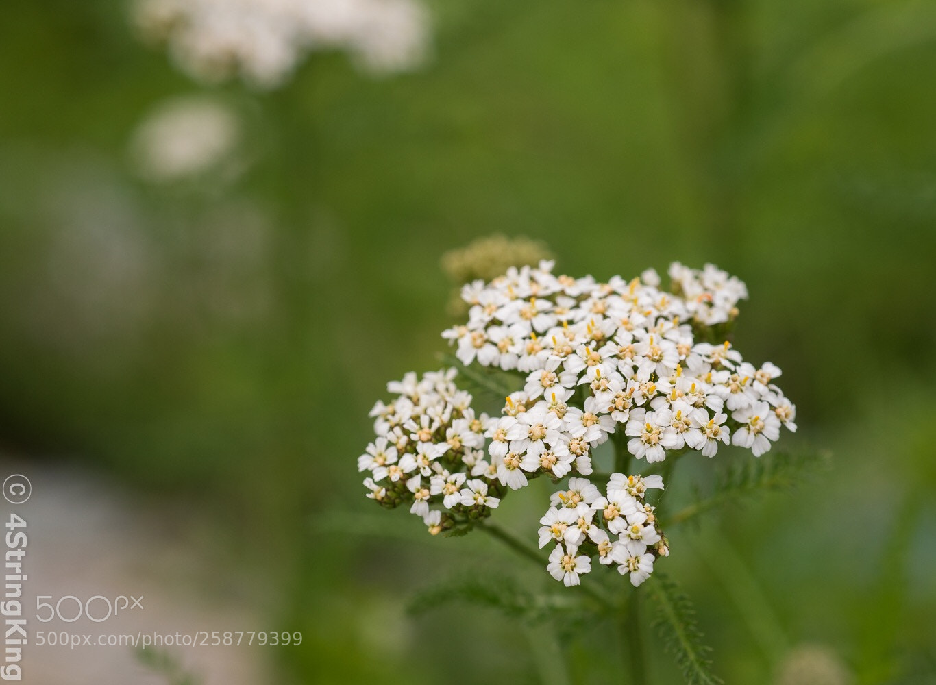 Nikon D750 sample photo. Yarrow flower photography
