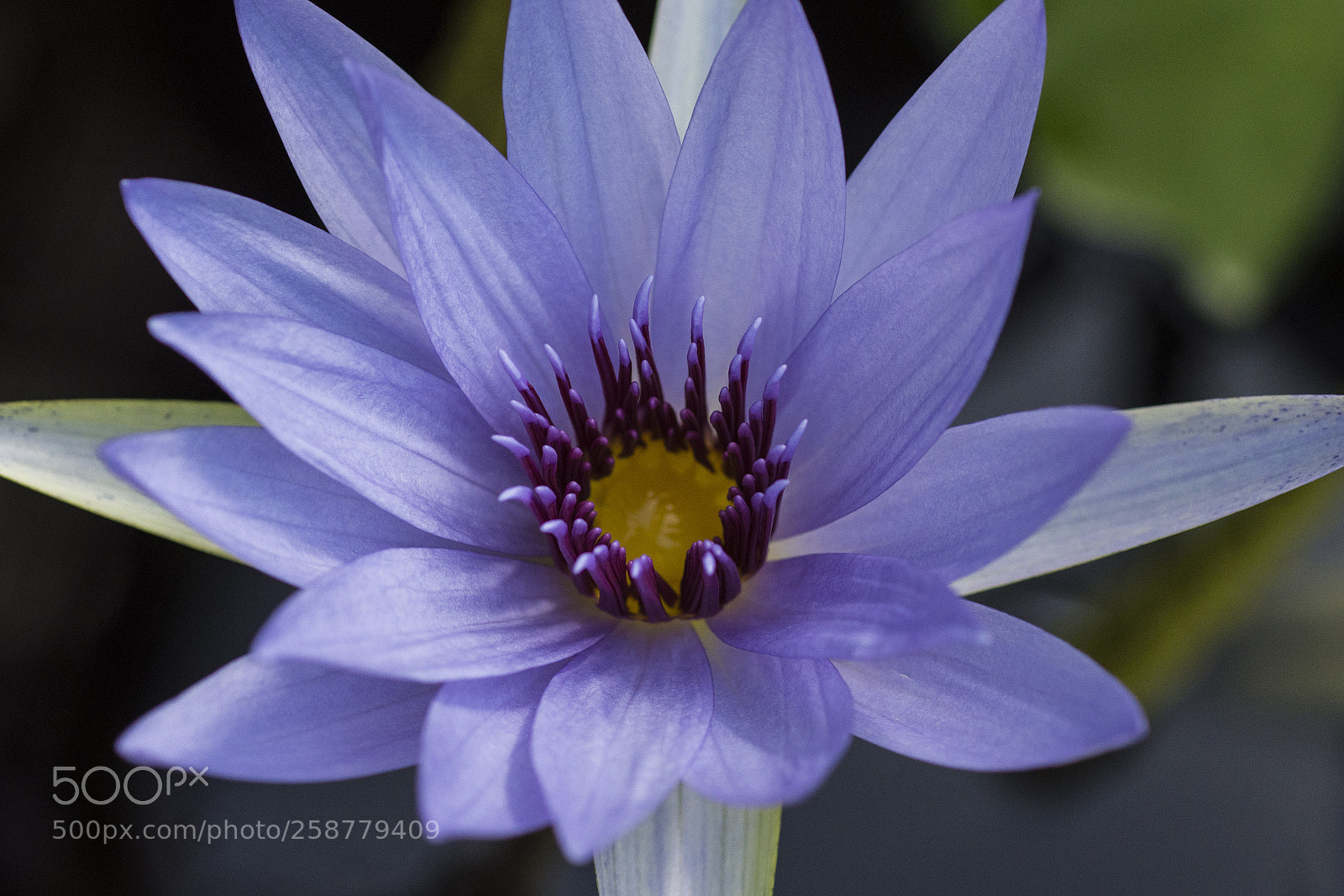 Nikon D7200 sample photo. Flower photography
