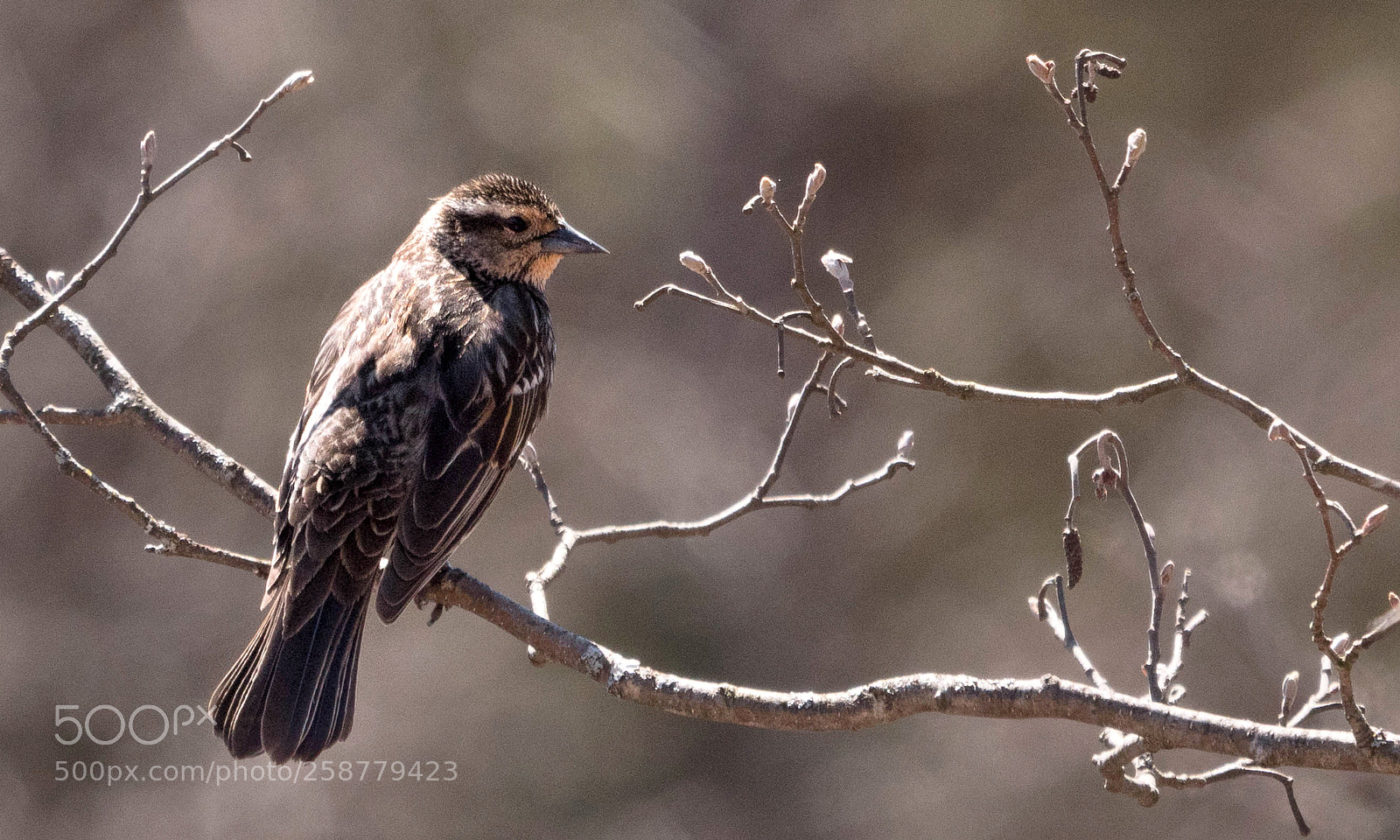Panasonic Lumix DC-G9 sample photo. Red-winged blackbird (f) photography