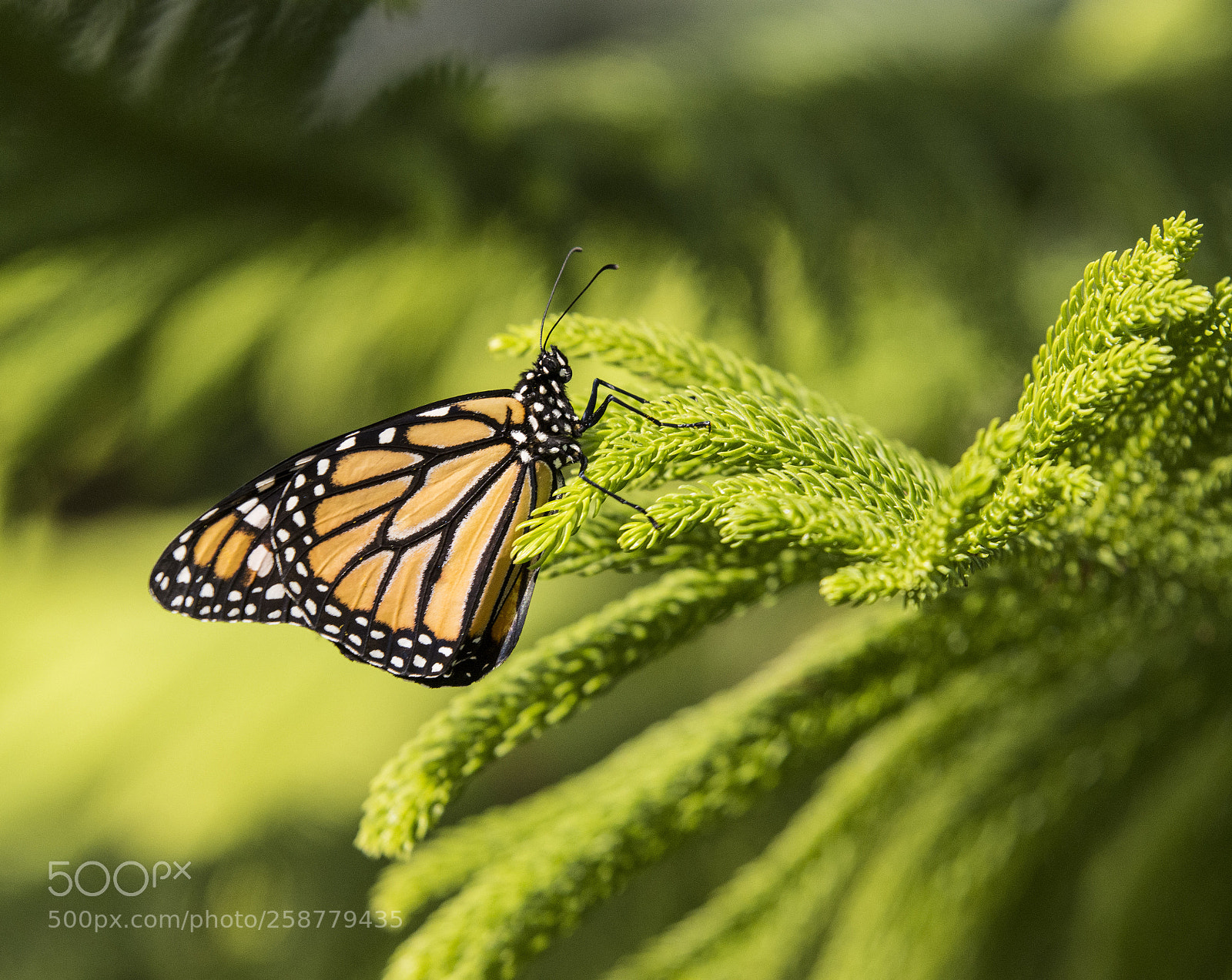 Nikon D7200 sample photo. Butterfly photography